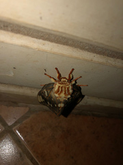 Citheronia brissotii