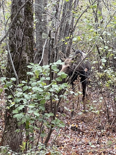 Moose photographed in New York