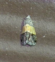 Tripudia balteata