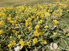 Rorippa sinuata
