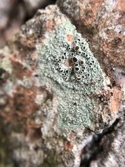 Lecanora cinereofusca