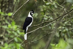 Tufted Jay photo 3
