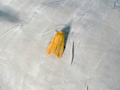 Leucania humidicola