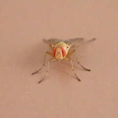 Ormia ochracea