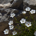 Alpine Catchfly - Photo (c) Sarah Gregg, some rights reserved (CC BY-NC-SA)