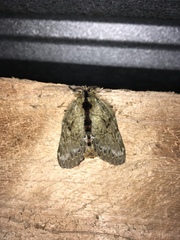 Euglyphis submarginalis