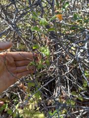 Clinopodium mimuloides