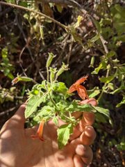 Clinopodium mimuloides