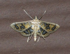 Pseudopyrausta marginalis
