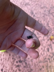 Onthophagus hecate