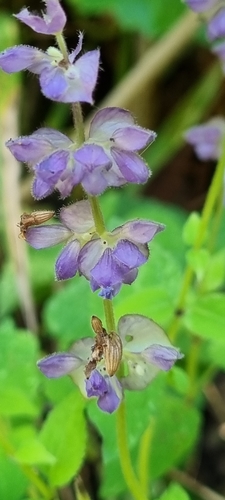 Salvia compsostachys, photograph 4