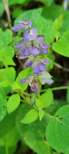 Salvia compsostachys, photograph 5