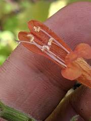 Clinopodium mimuloides