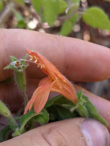 Clinopodium mimuloides, photograph 6