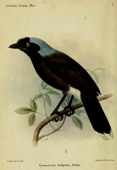 Azure-Naped Jay photo 5