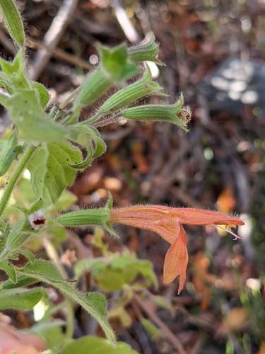 Clinopodium mimuloides, photograph 4