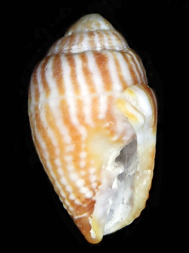 Strigatella retusa observed 2019-10-16