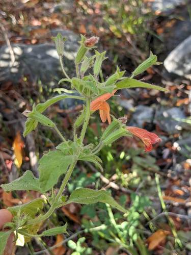 Clinopodium mimuloides, photograph 3