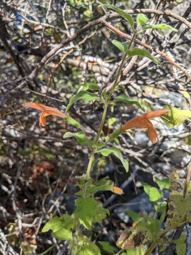 Clinopodium mimuloides, photograph 2