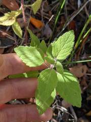 Clinopodium mimuloides