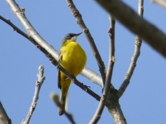 Motacilla flava cinereocapilla