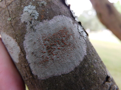 Haematomma persoonii