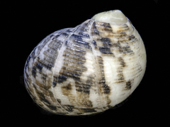 Nerita undata