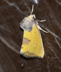 Stiria intermixta
