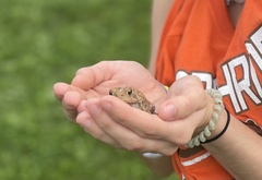 Anaxyrus