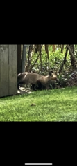 Vulpes vulpes