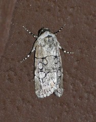 Sympistis sectiloides