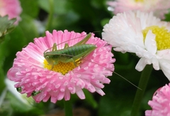 Tettigonia orientalis