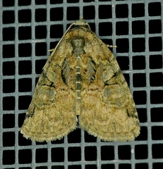 Pseudeustrotia indeterminata