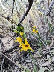 Chloraea gavilu