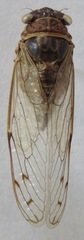 Ollanta modesta