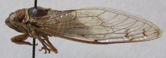 Ollanta modesta