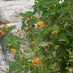 Impatiens capensis