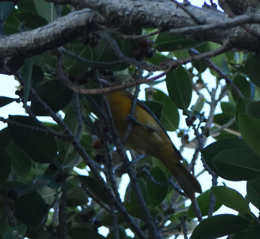 Baltimore Oriole from Allapattah, Miami, FL, USA on October 10, 2021 at ...