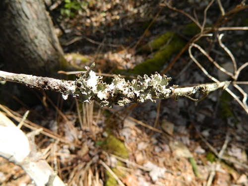 Varied Rag Lichen (Platismatia glauca)