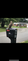 Buteo jamaicensis