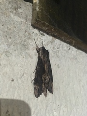 Erinnyis oenotrus