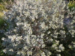 Podalyria sericea