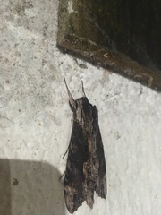 Erinnyis oenotrus