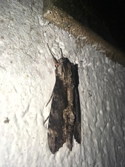 Erinnyis oenotrus