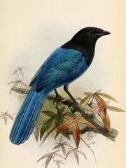 Bushy-Crested Jay photo 4