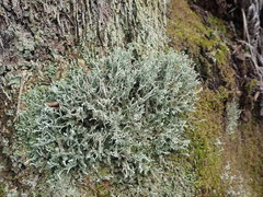 Cladonia weymouthii
