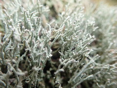 Cladonia weymouthii
