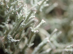 Cladonia weymouthii