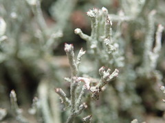 Cladonia weymouthii