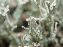 Cladonia weymouthii